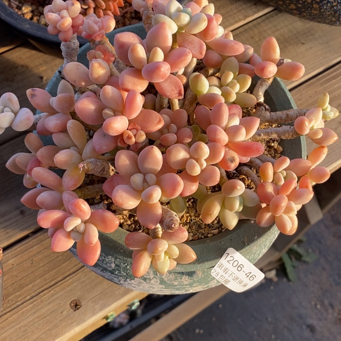 46号多肉群漂亮呀