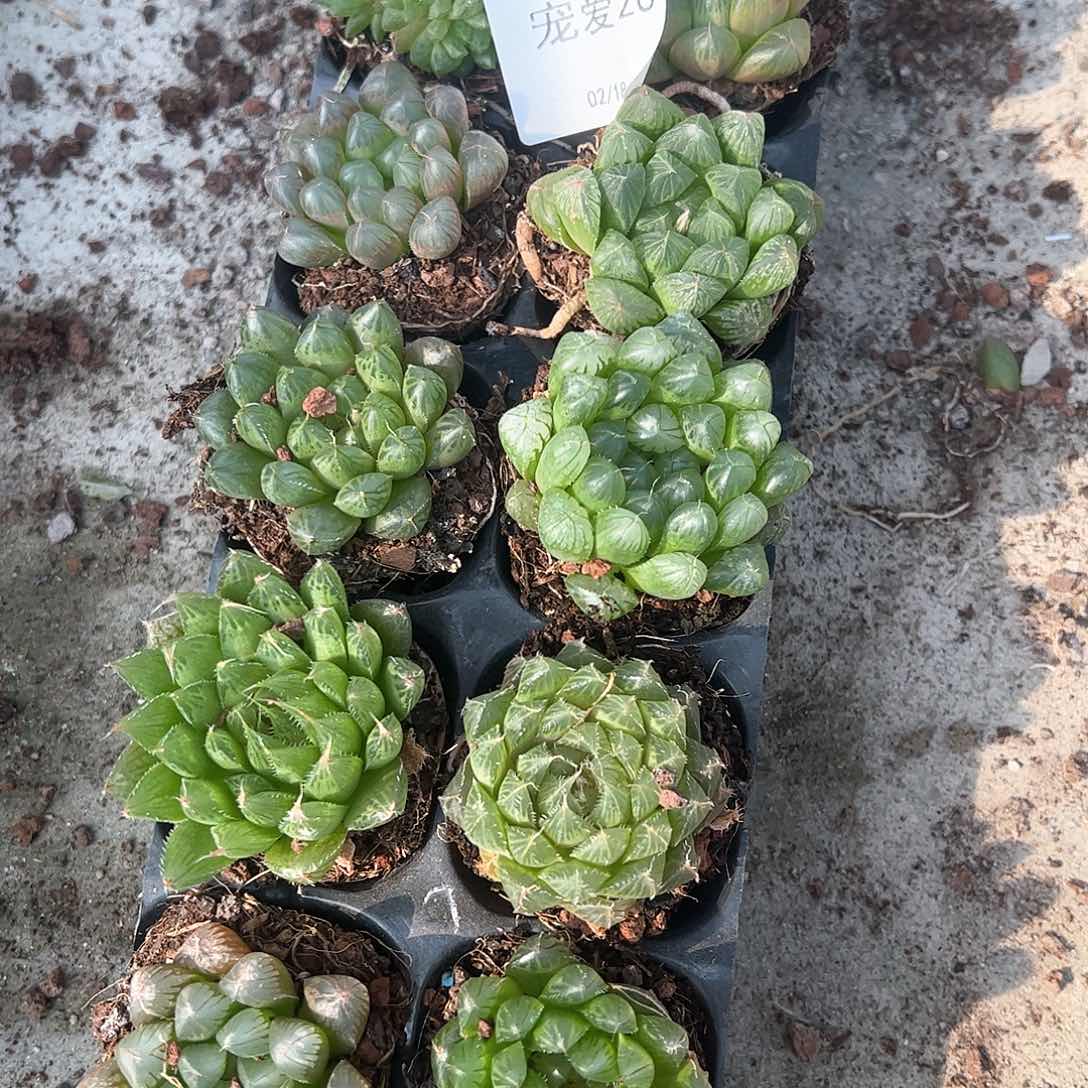 直播福利一物一拍26