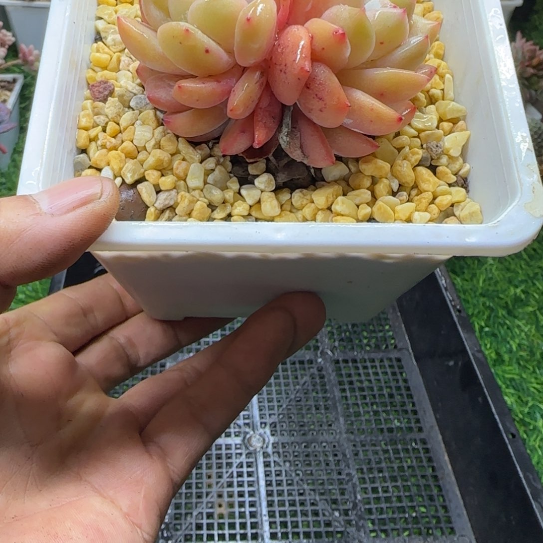 锦安精品多肉编号252