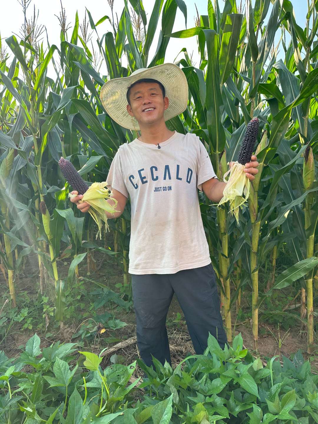 小冯班长专属珍珠黑玉米