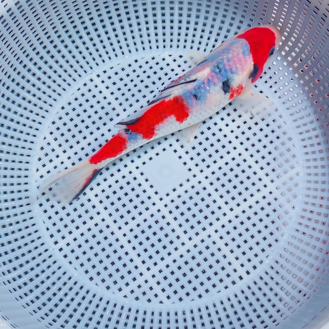 锦鲤锦鲤观赏鱼9999