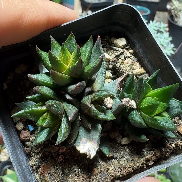 151黑蜥蜴脱土发货