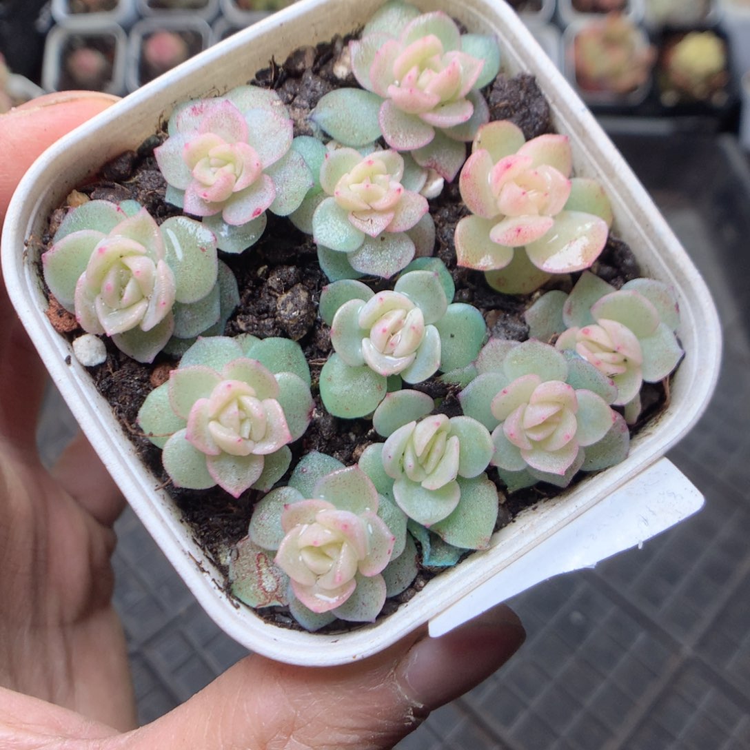 无花朵F17。谪仙11颗yyyyy