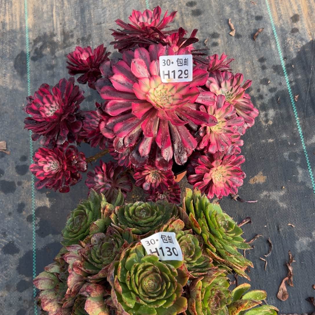 2颗多肉法师组合