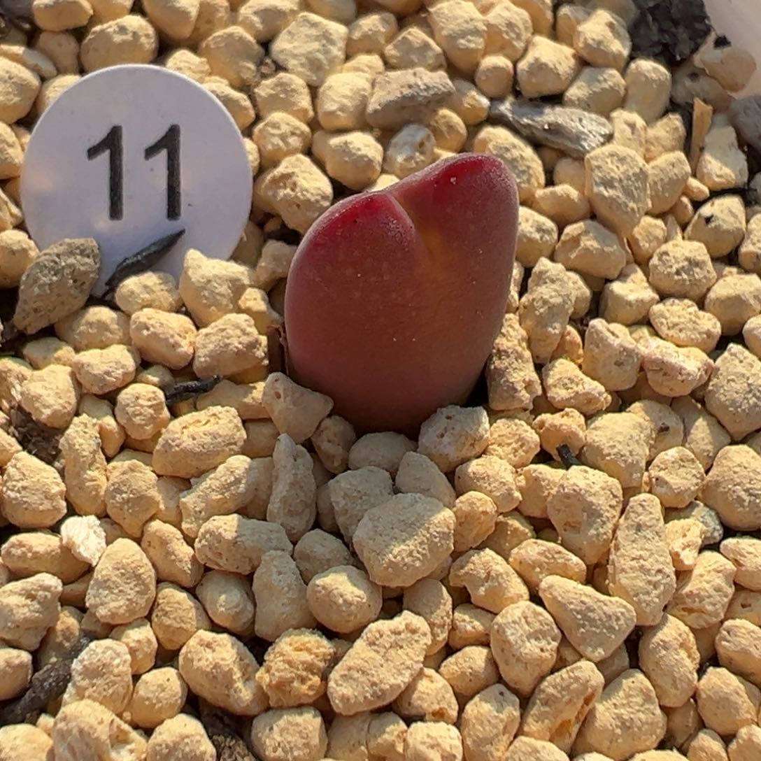 多肉植物111111111111