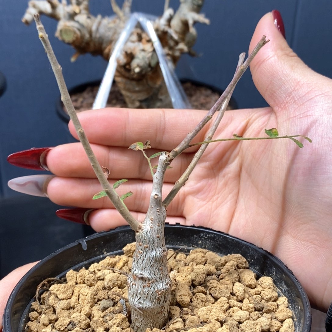 尼勒达乳香实生小苗