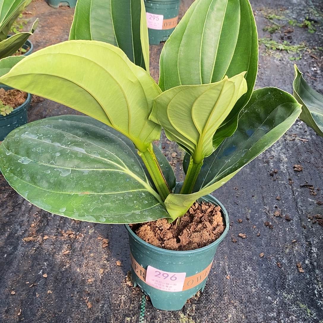 木本植物a**e木本花卉296