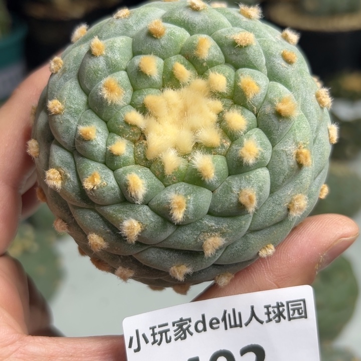 402可节后发货 可帮发根