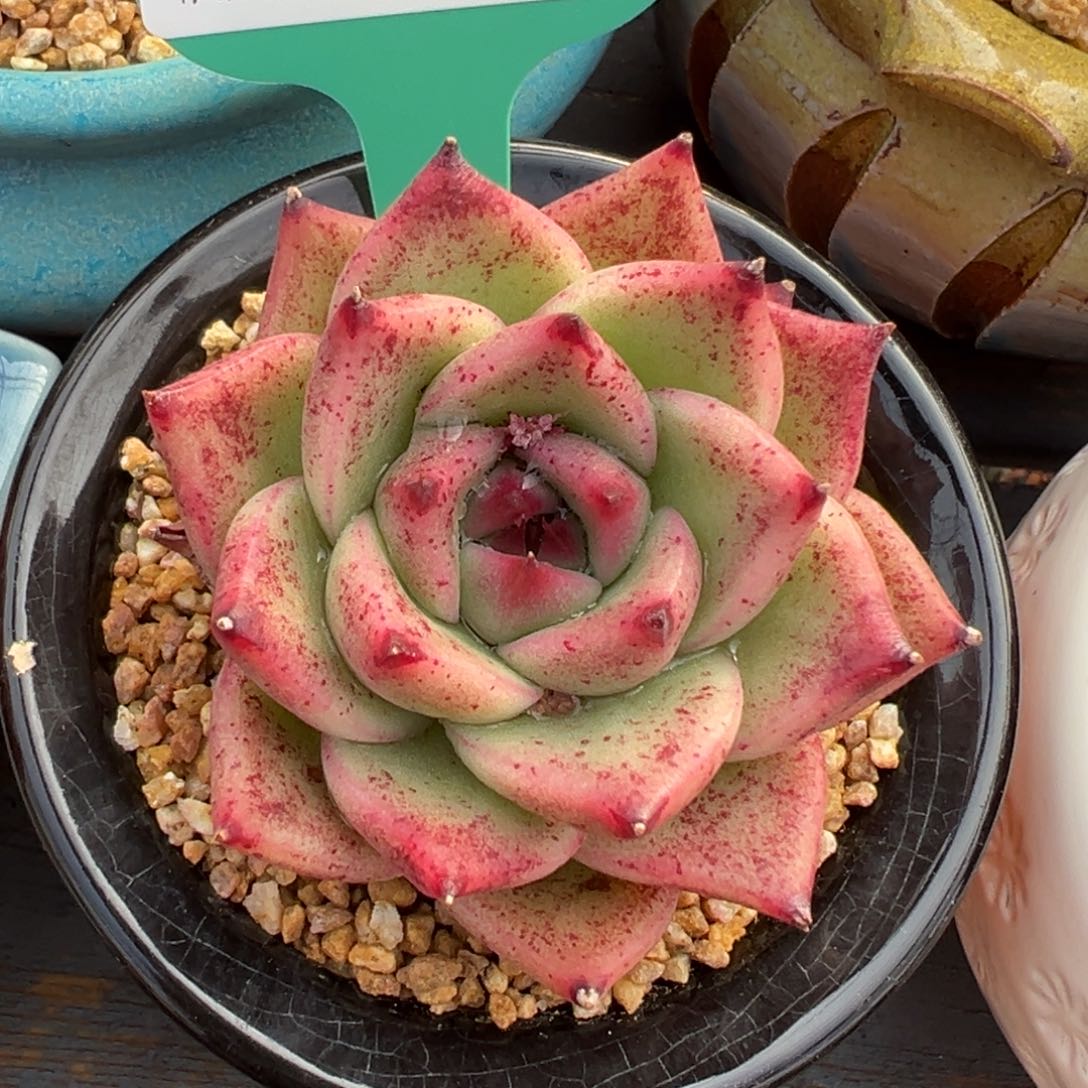 从前慢多肉精选编号0213.53