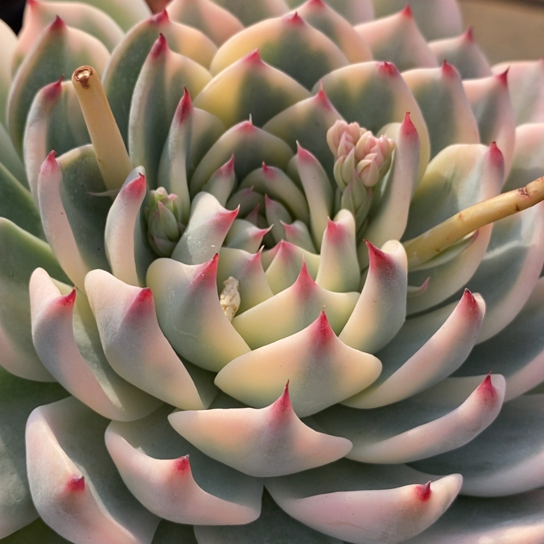 吉娃娃锦多肉植物2