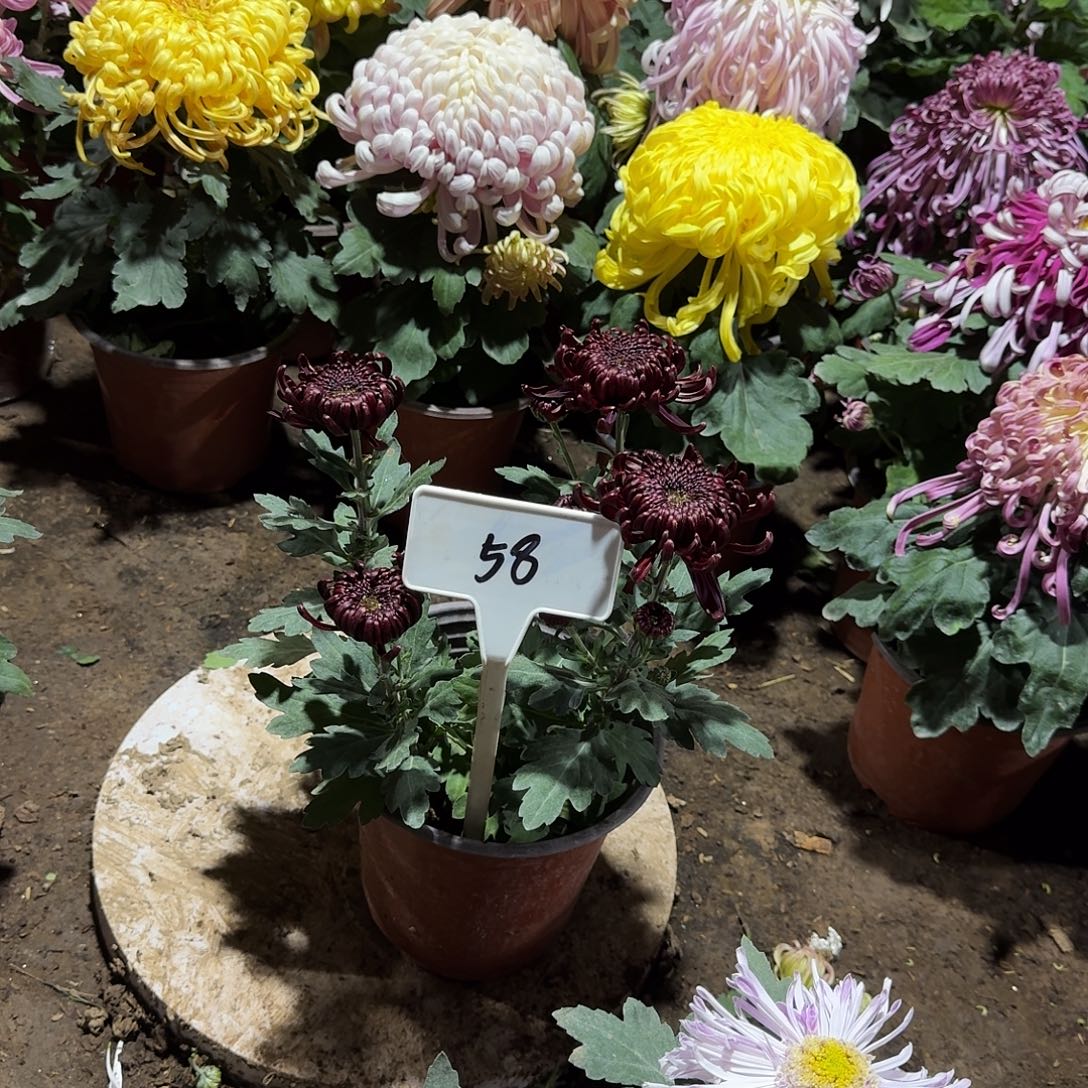 小****大部分花苞少量开放58
