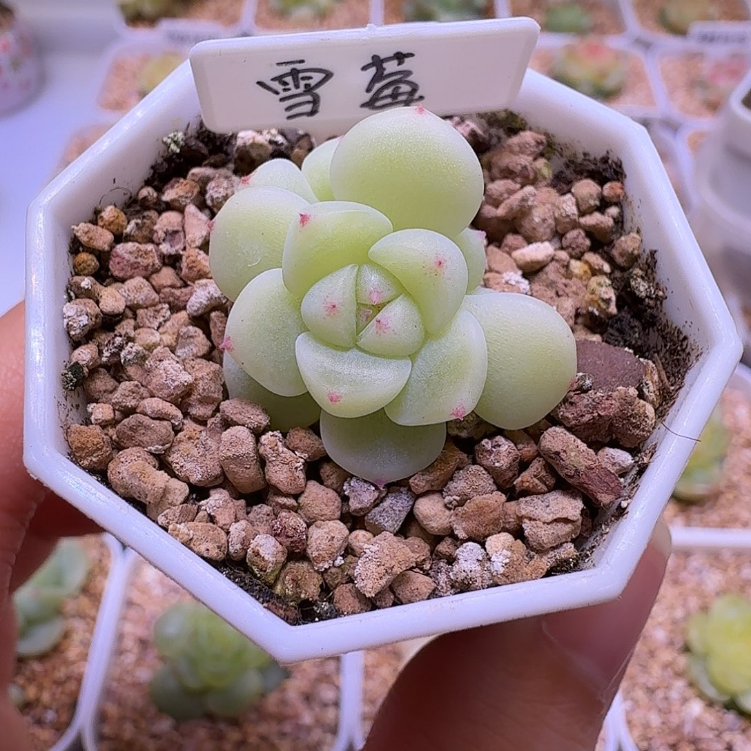 卢***余雪梅多肉一物一拍