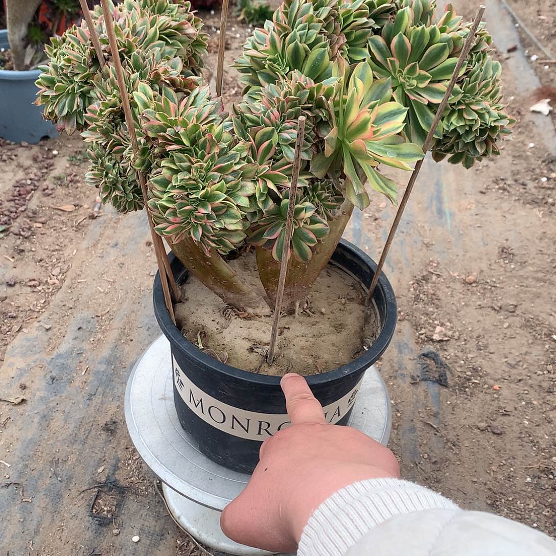 红袖缀化缀化缀化