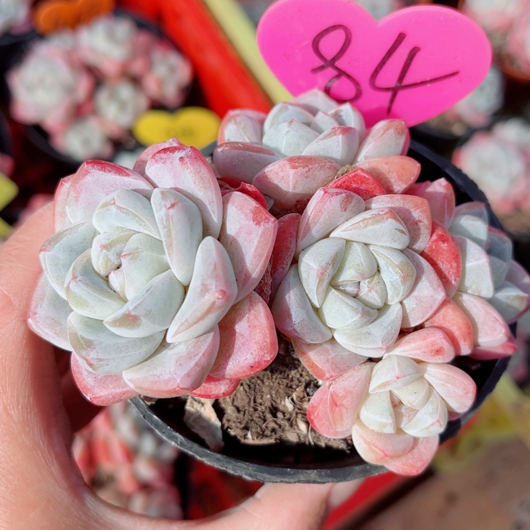 84号小老桩冰玉群