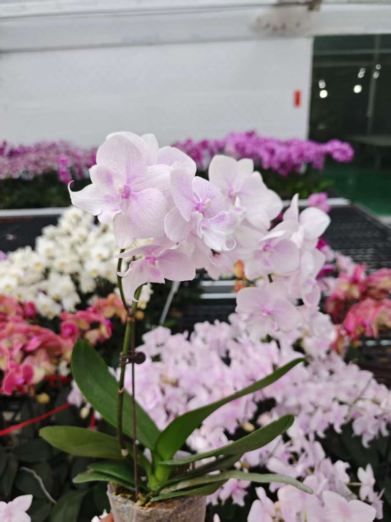 高品质粉色蝴蝶兰【小米糯】带花剑带花苞四季开花室内好养盆栽