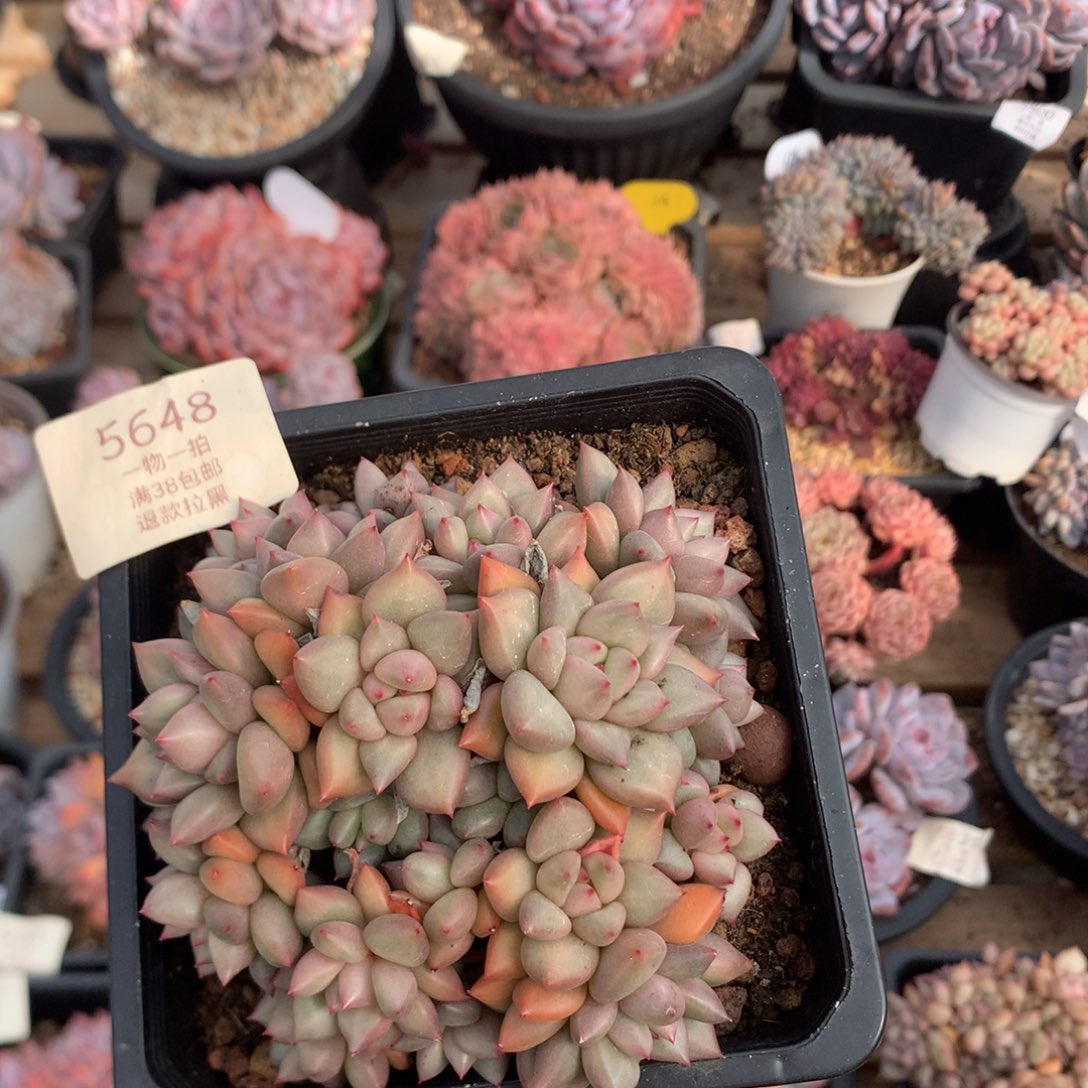 10.5厘米20头黄金象牙 无砍 5648