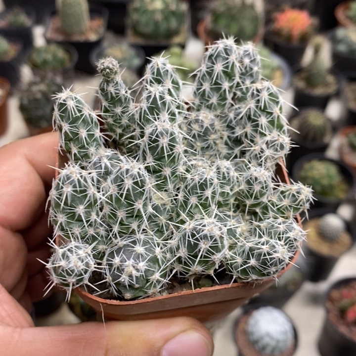 舞豆团扇特价福利2