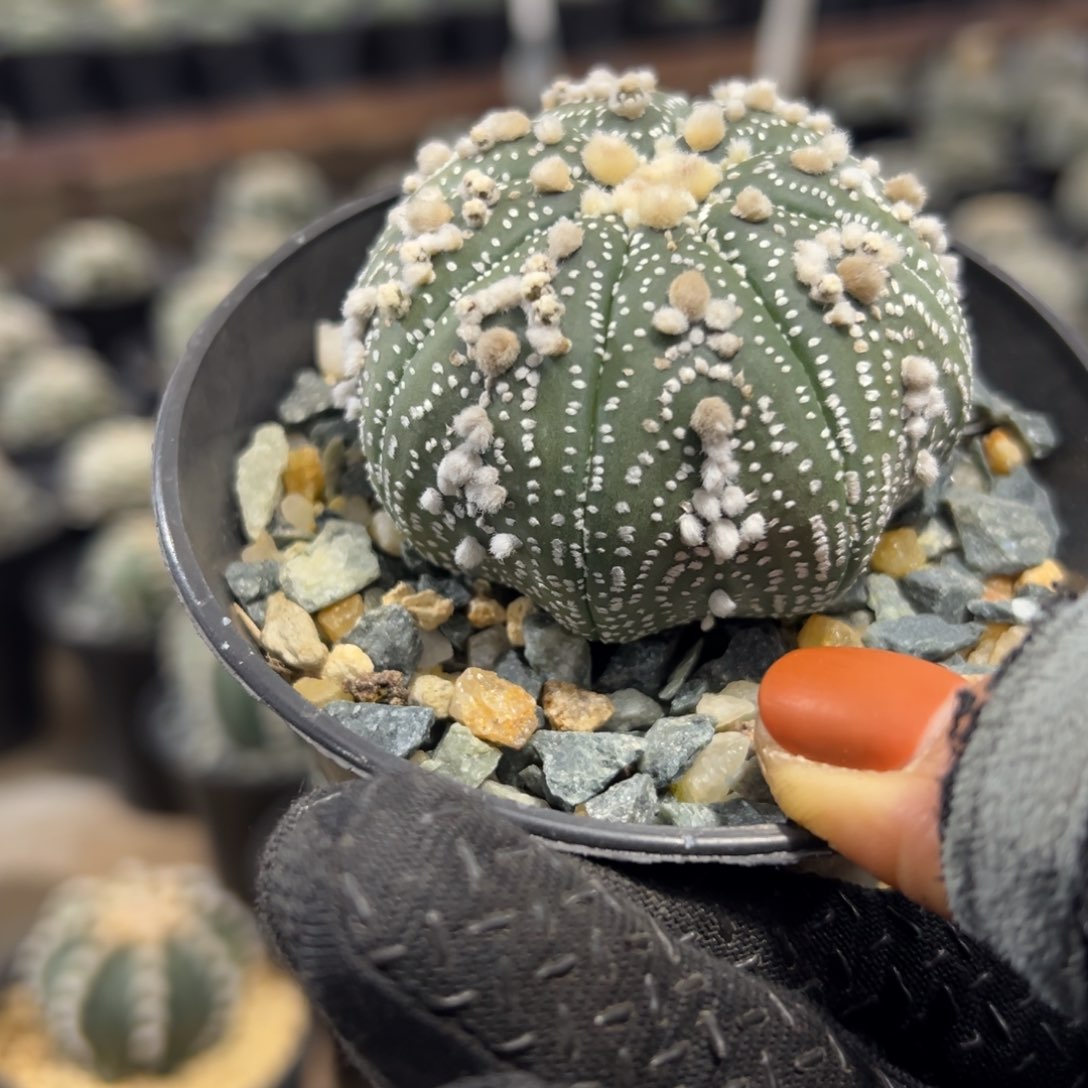 子吹花园wwwwwwwwwww