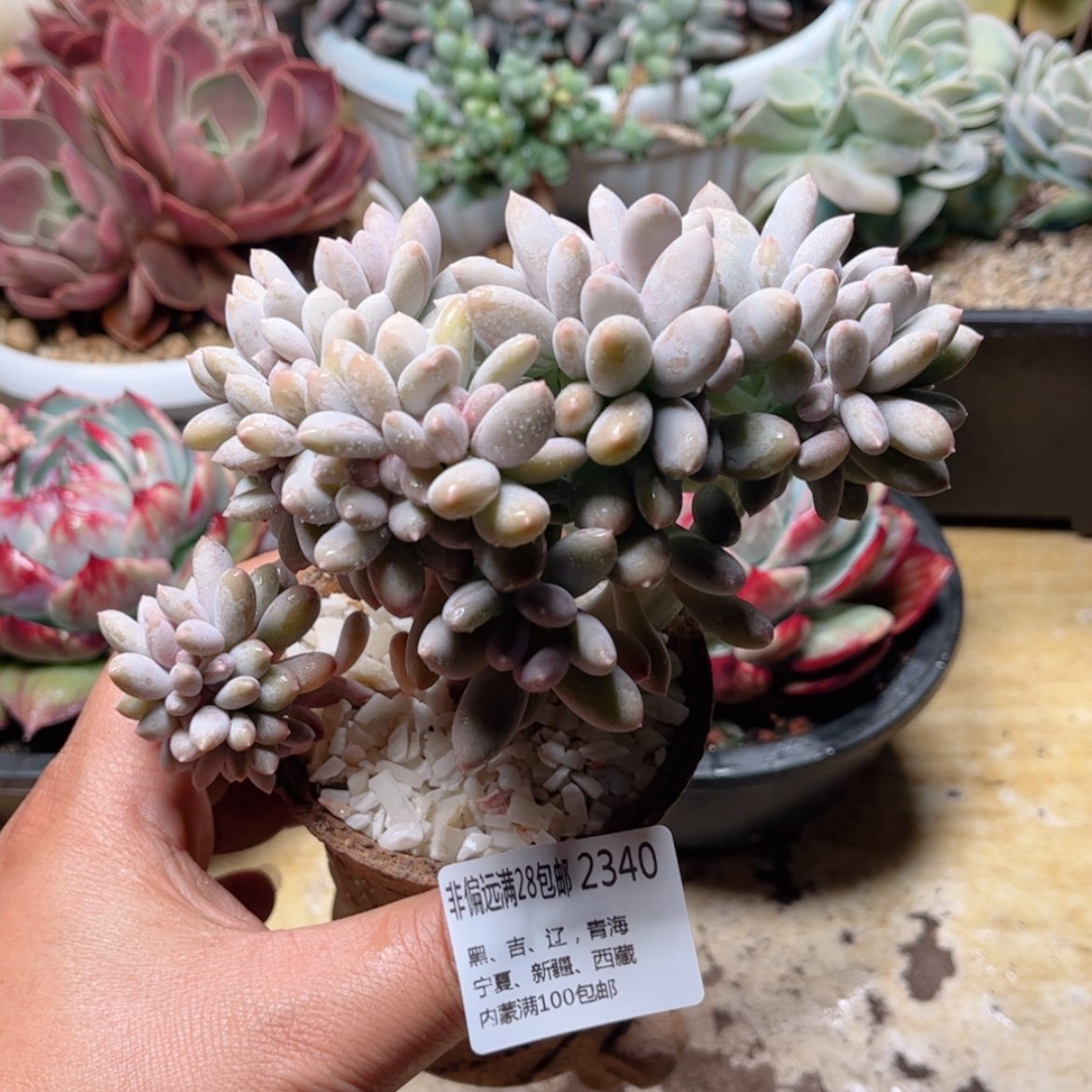 【闪购商品】2340白美人缀