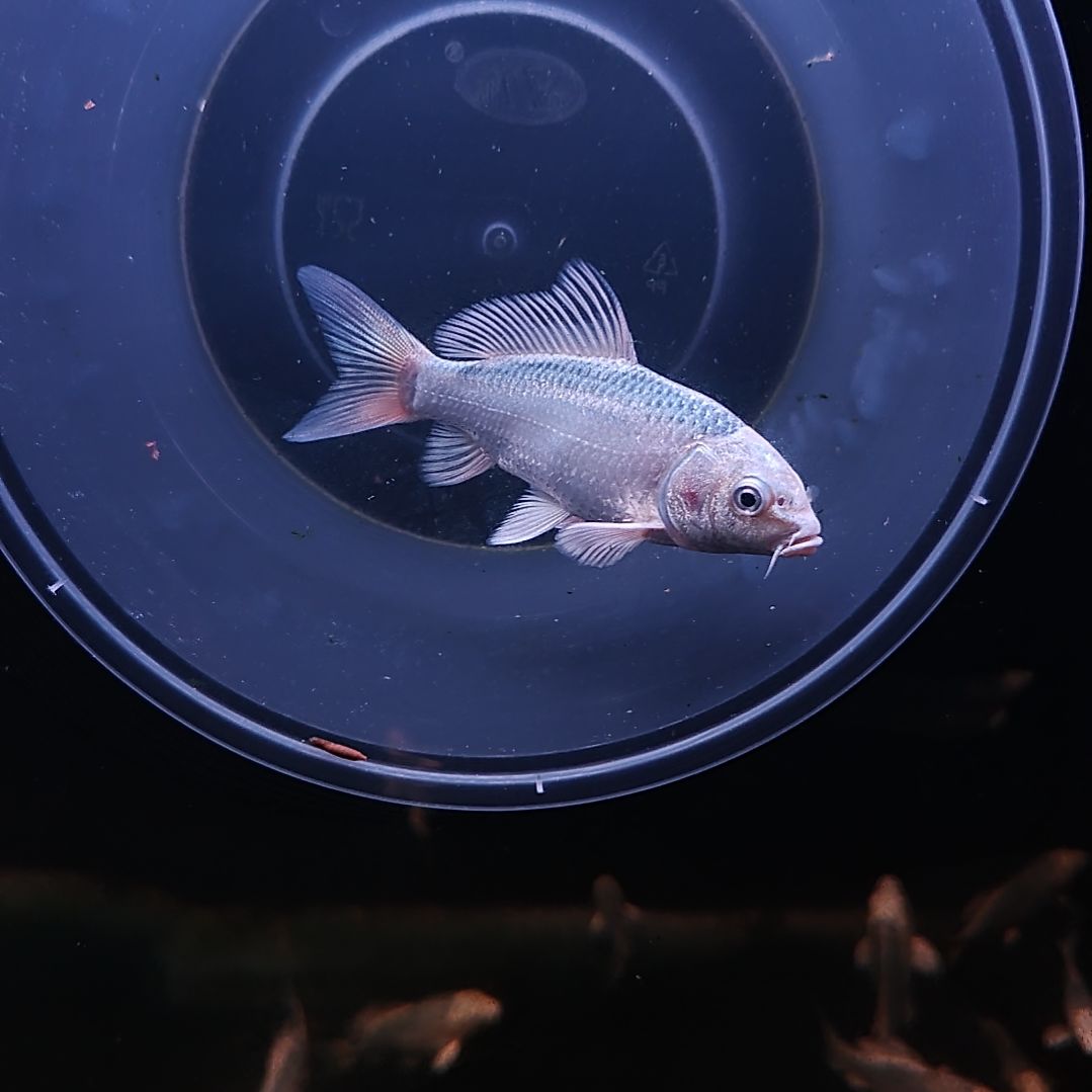 蝴蝶鲤鱼蝴蝶鲤，包邮包活包对版，其它不包！