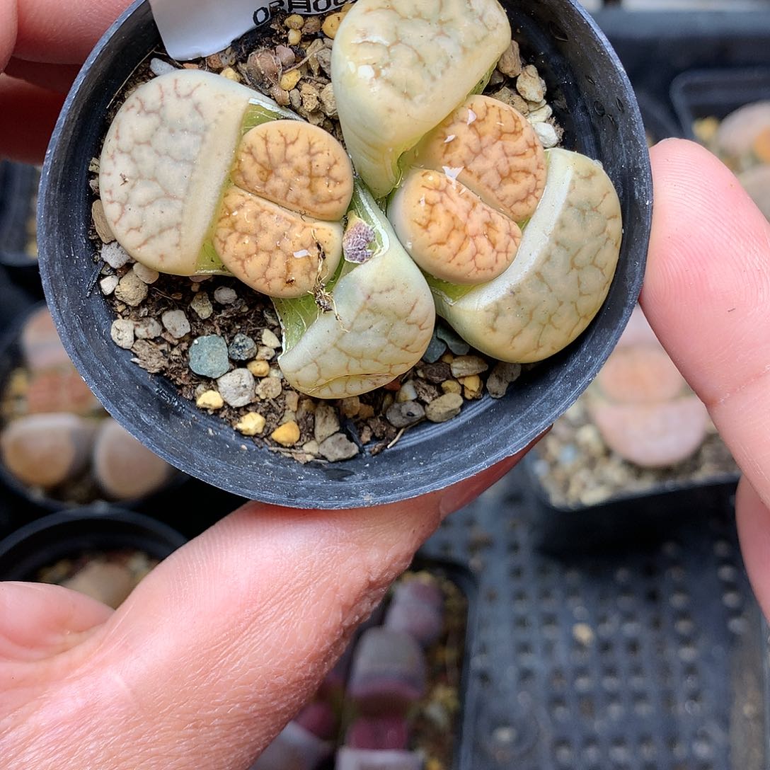B71多肉植物保护研究所