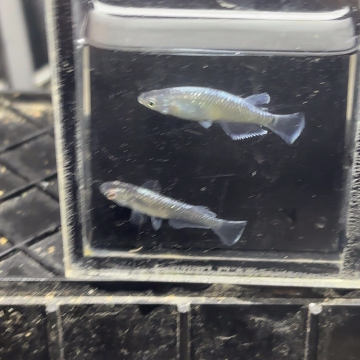 青鳉鱼新裙摆1111111