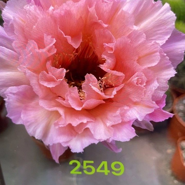 彩草2549号6.5公分左右