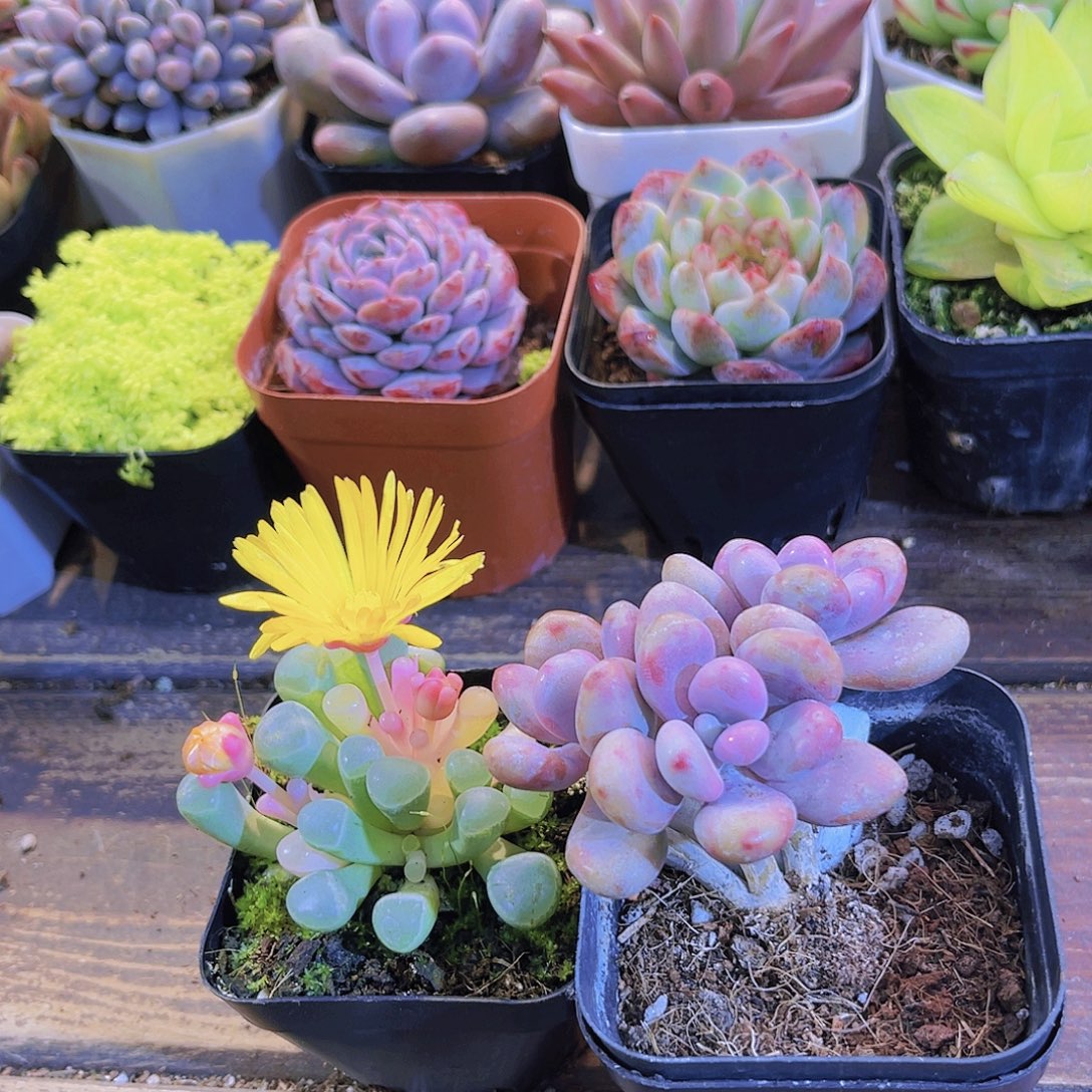 2盆五十锦➕桃蛋福利