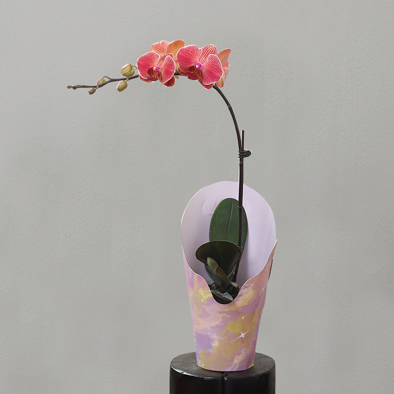 蝴蝶兰【桔子】拍满3颗顺丰（偏远除外）高端蝴蝶兰