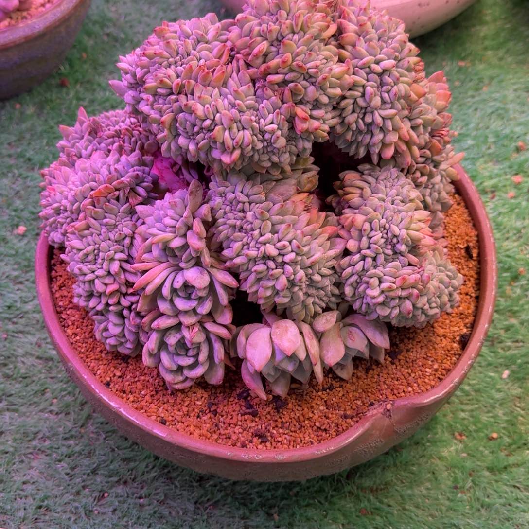 星影缀化无砍多肉30