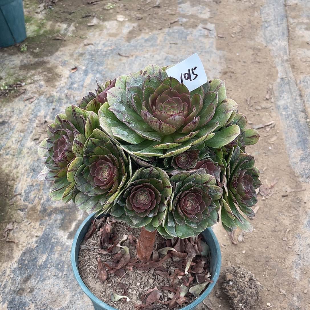 1015法师植物万拉丝