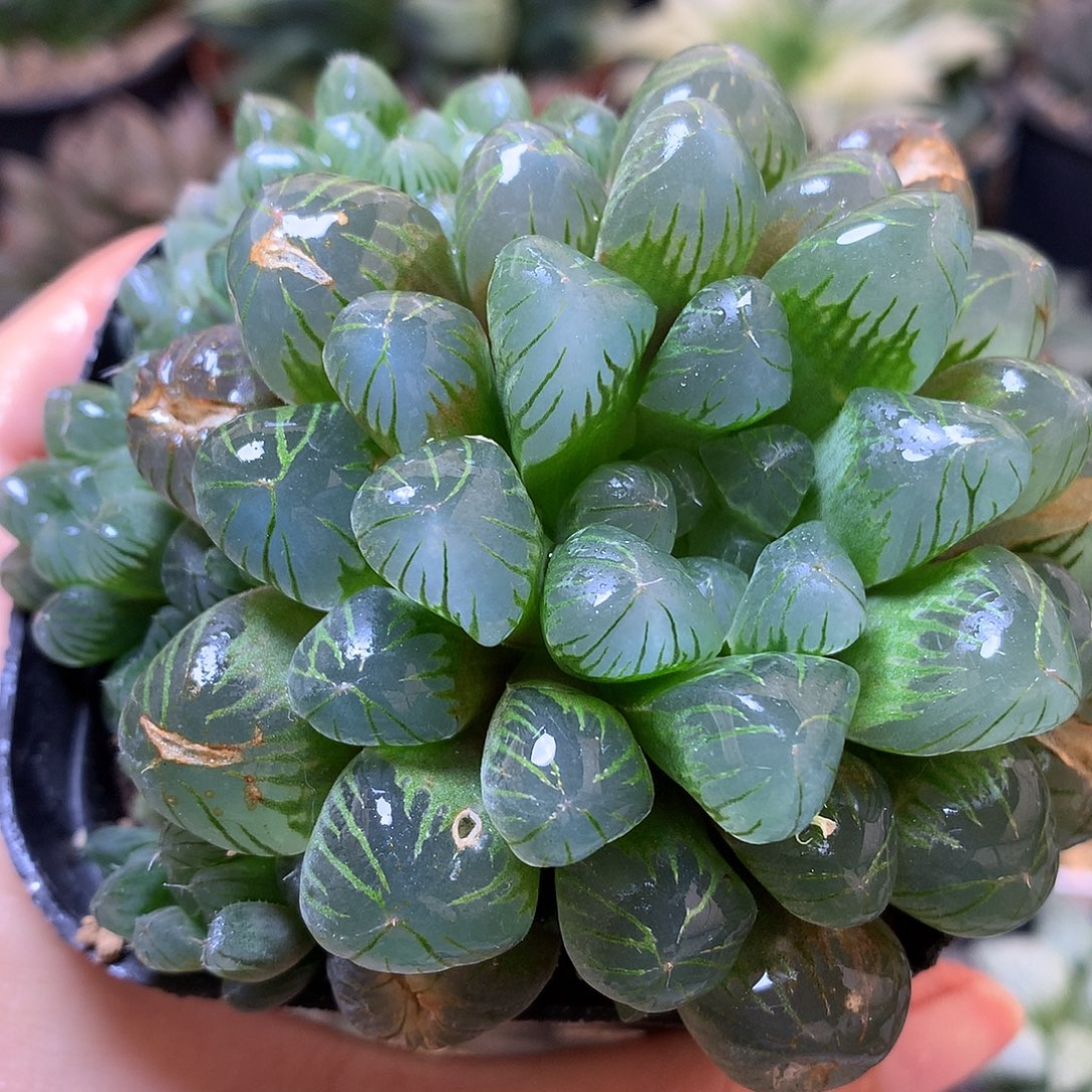 实生玉露带盆土发货