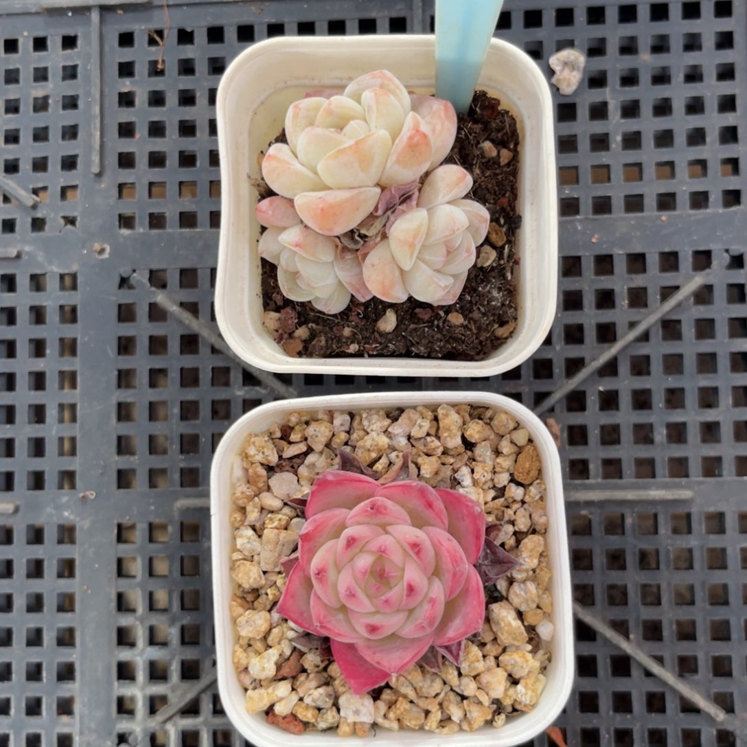 云尘多肉一物一拍1588