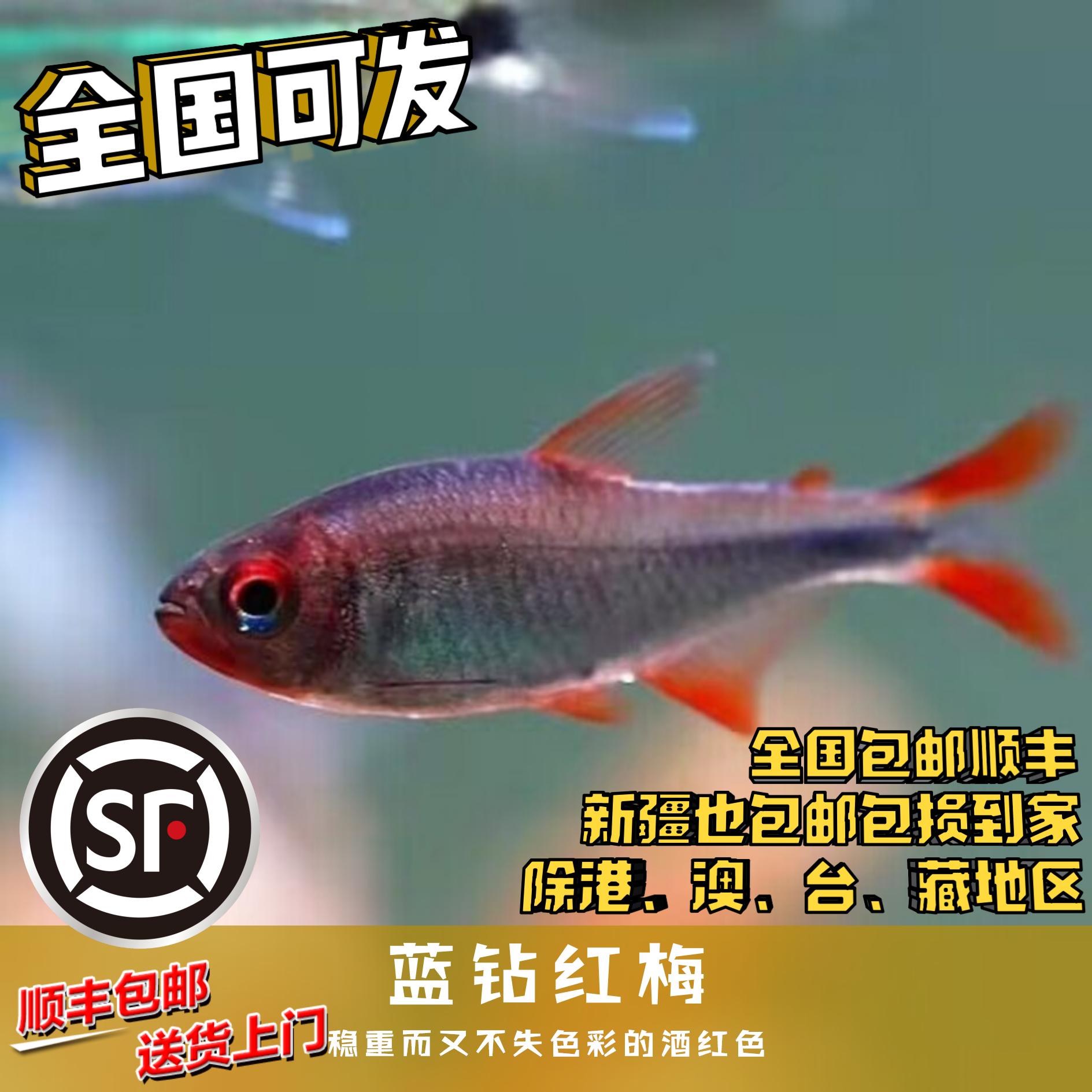 Boo小鱼 蓝钻红梅 偏远地区任意三单包顺丰空运