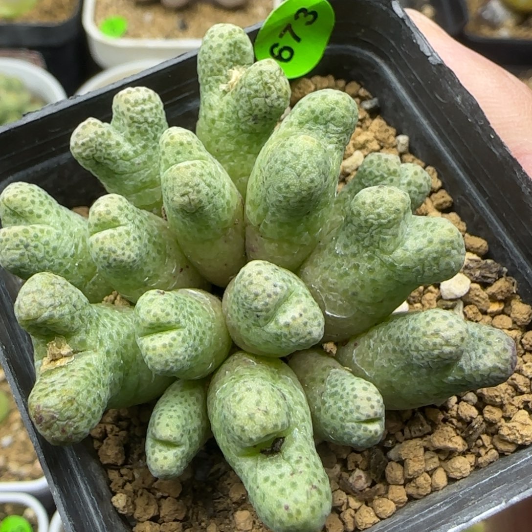 园艺大型955d斑马群17头