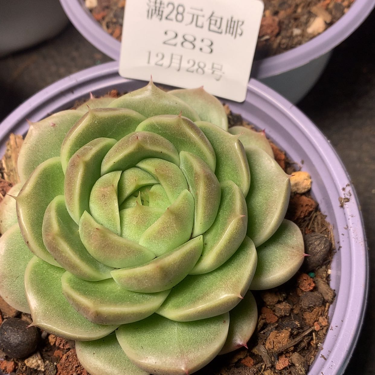 【闪购商品】云283号