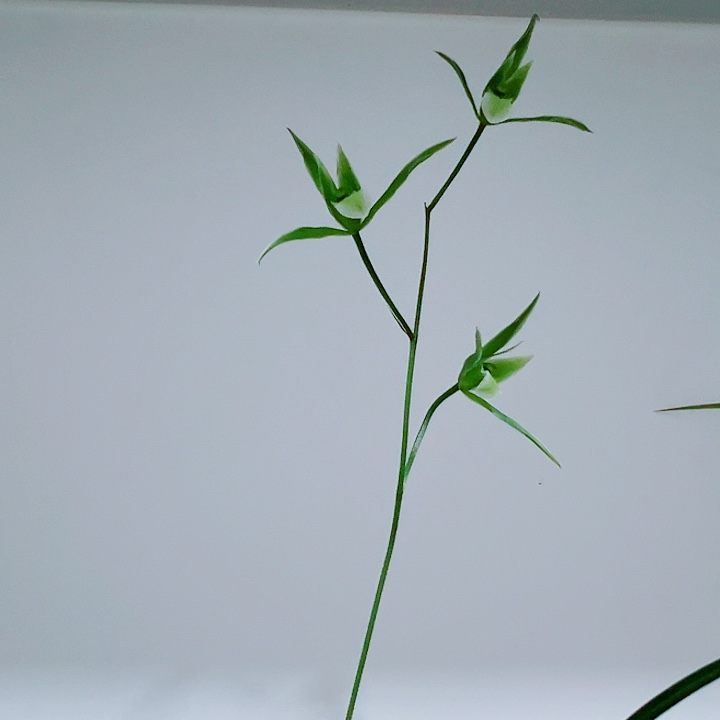 小****完全开放一物一拍