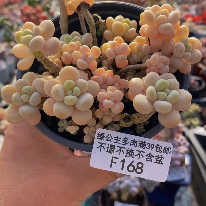 洛可可老桩有砍10cm168多肉植物