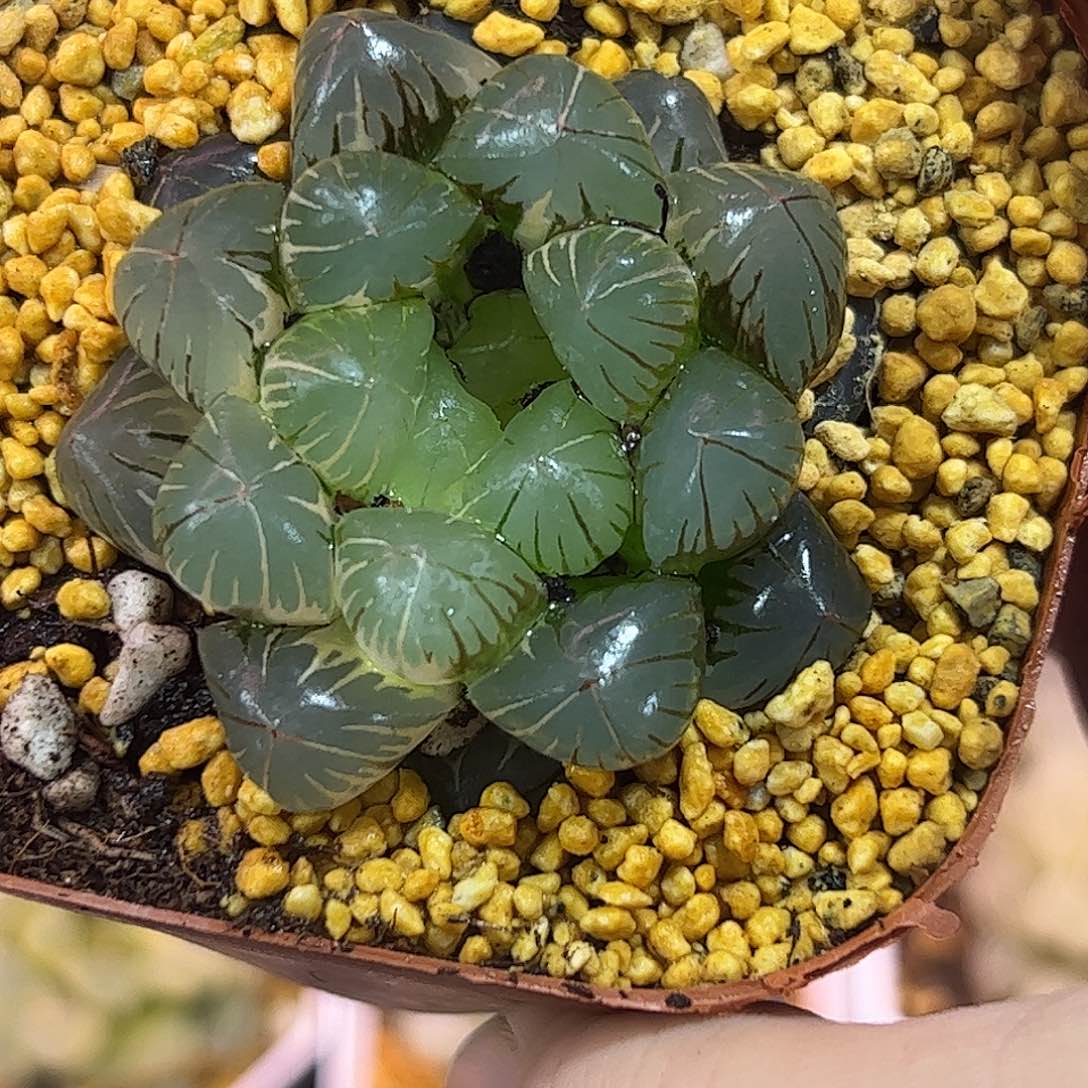 无*红红火火恍恍惚惚
