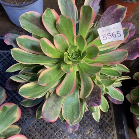 金丝却多肉植物5565