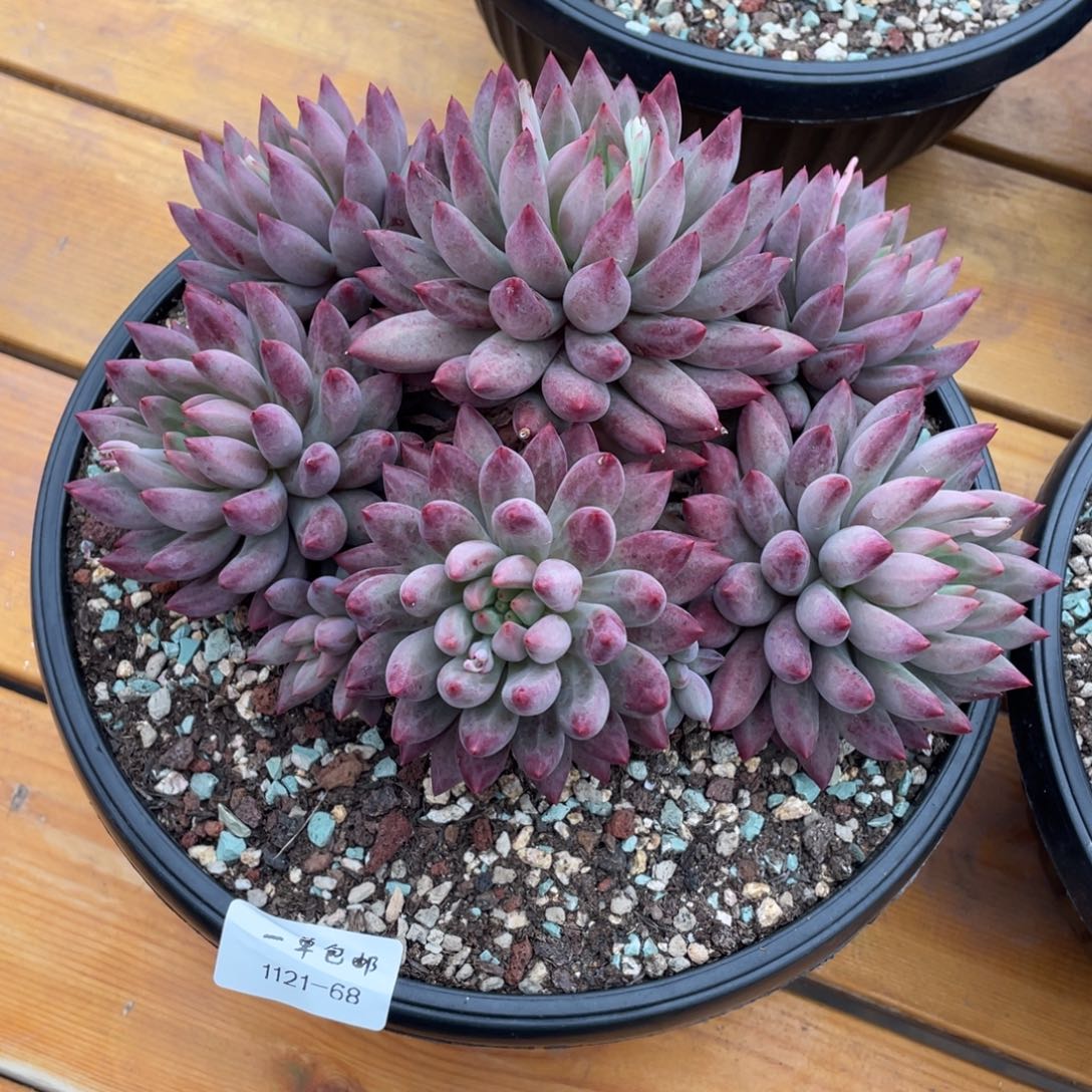 旧***颜1121-68-虞美人，，，，，