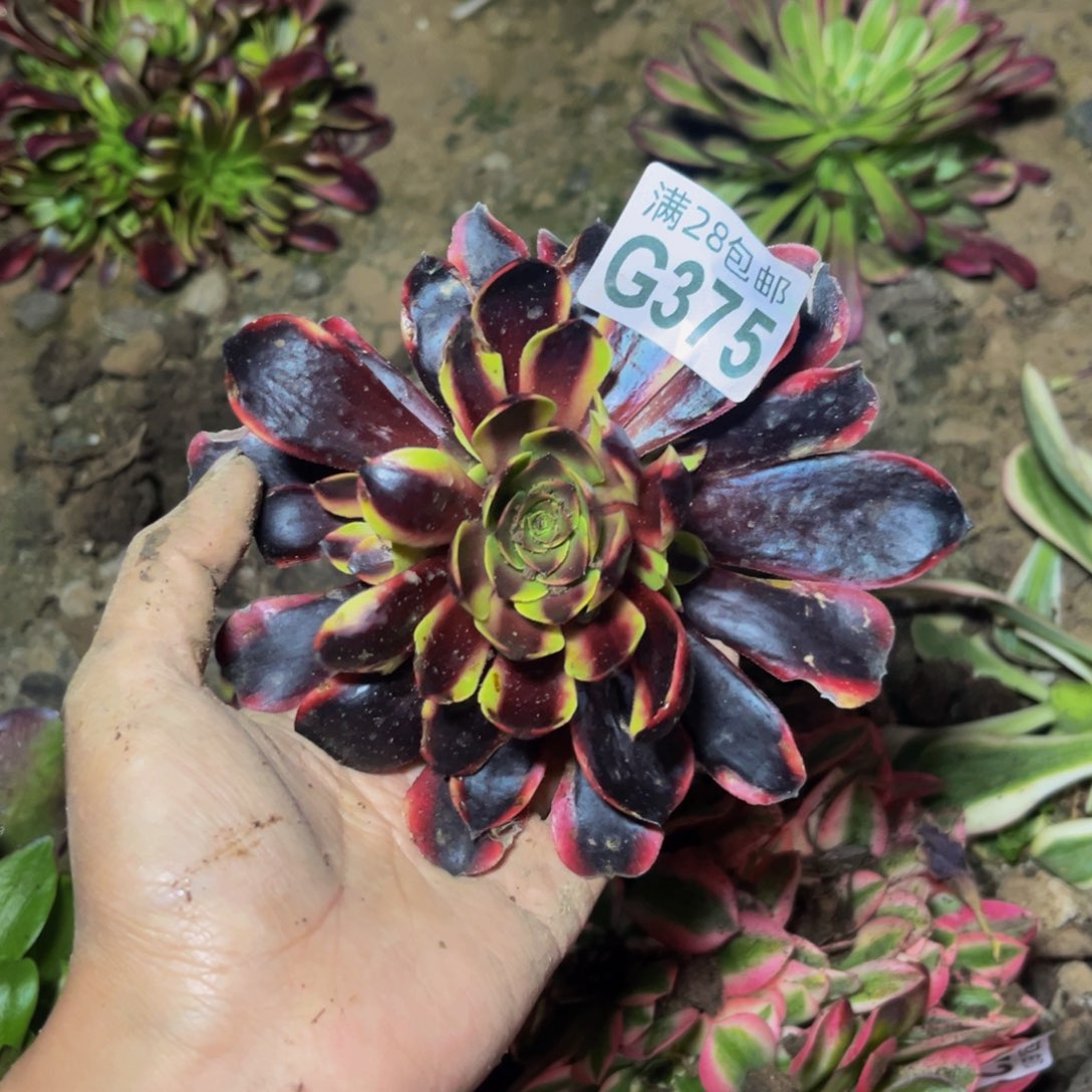 375多肉植物一物一拍 