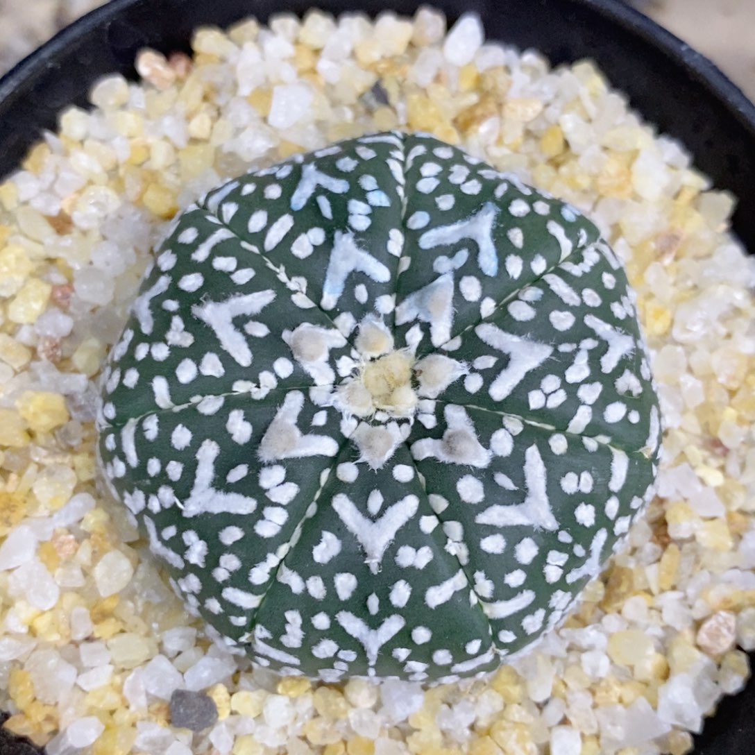 仙人球等多种游戏