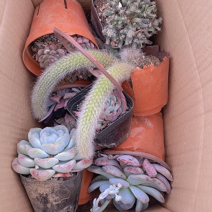 一箱9个品种包邮