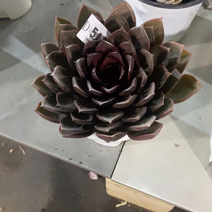 猫****512韩版红玫瑰多肉