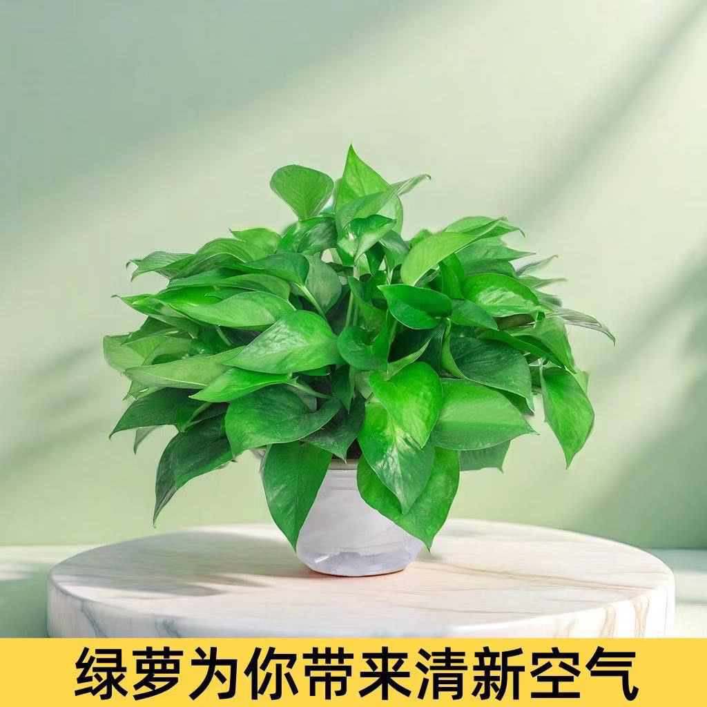 180绿萝盆栽室内净化空气吸甲醛垂吊绿植