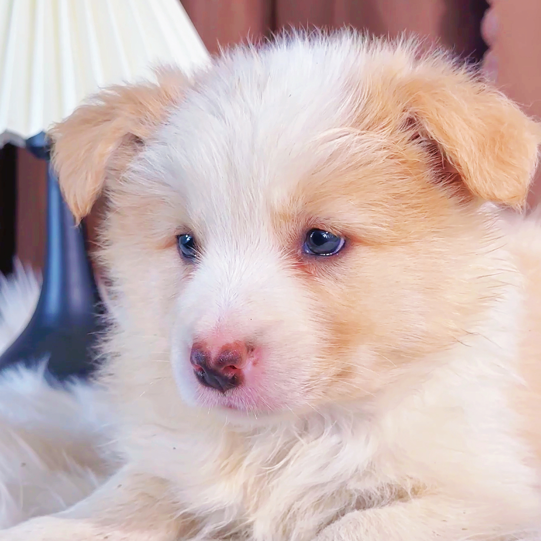 [汪星人]边牧-幼崽专属 链接