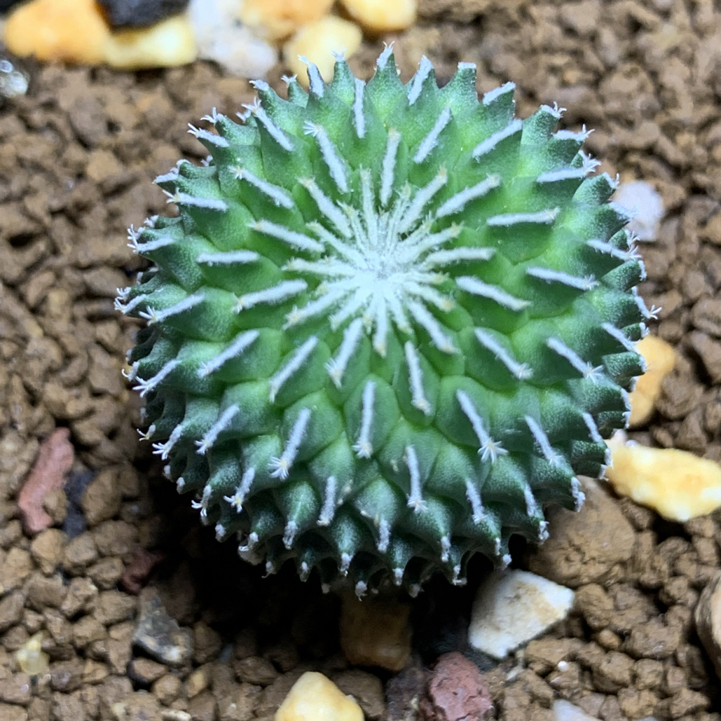 实生刺缀精巧殿 根系发达 一物一拍包邮
