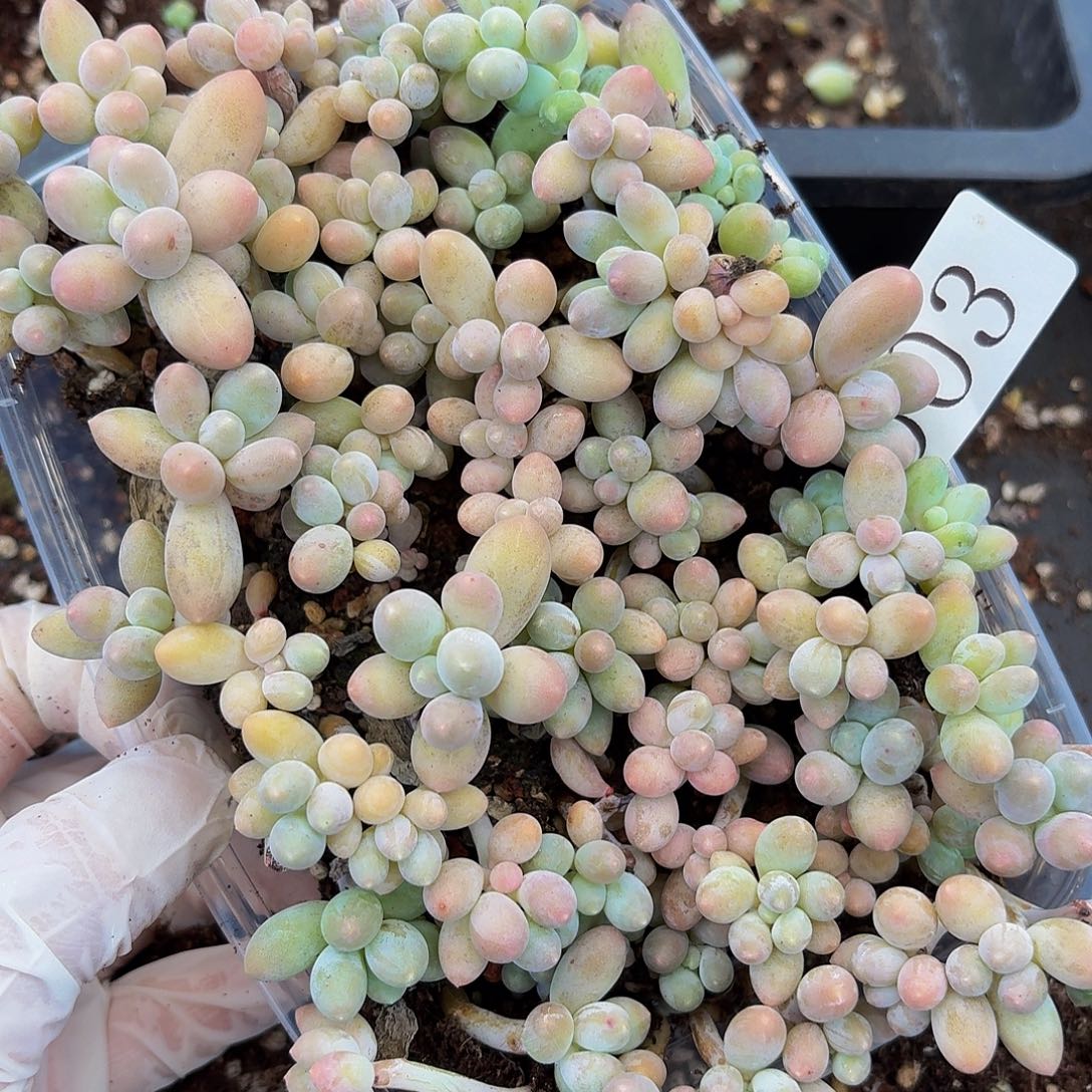 多肉植物多肉植物503