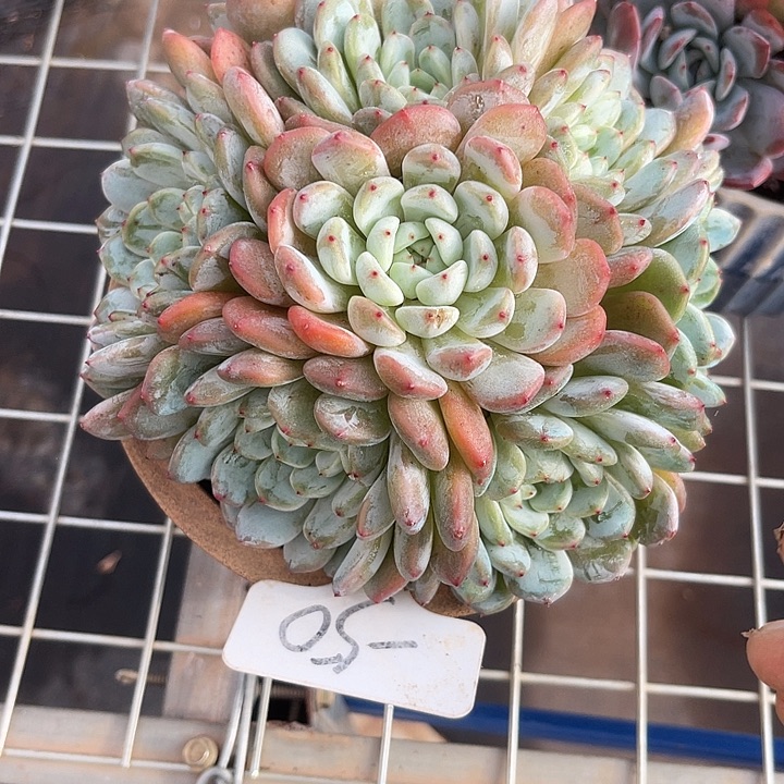 两单包邮，一物一拍，雪爪50